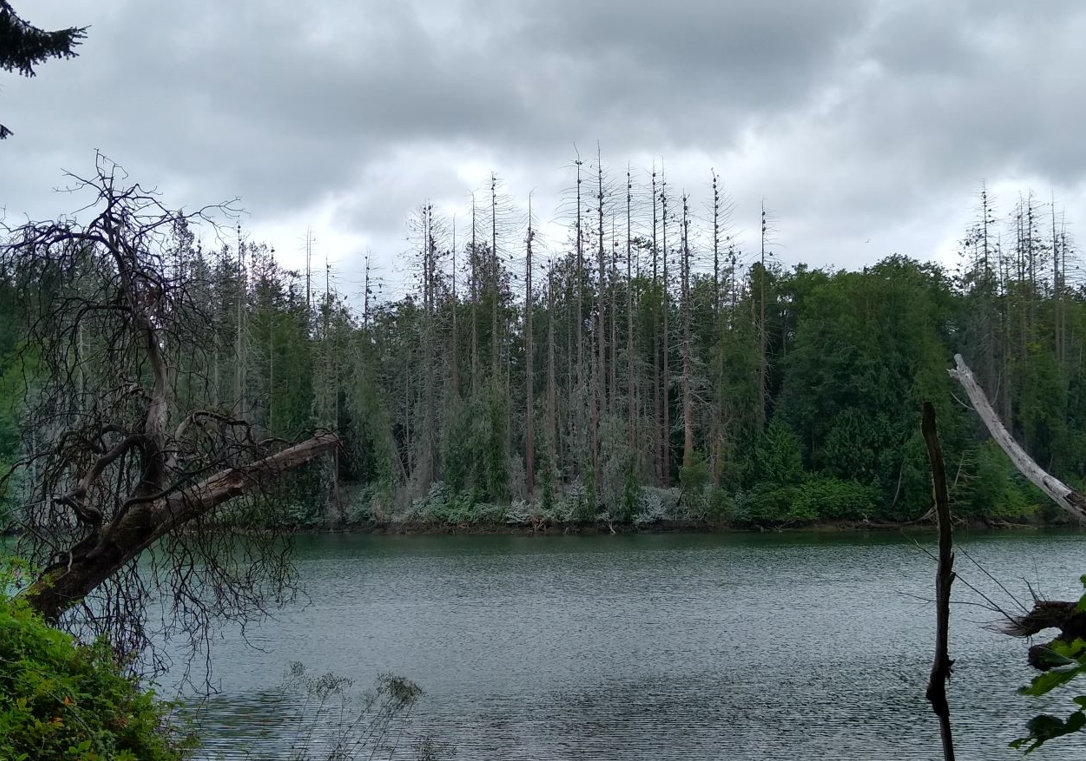 The dead trees at the Woodard Bay Natural Resources Conservation Area in Olympia mark the Cormorant rookery.